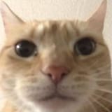 Cat closeup gusic