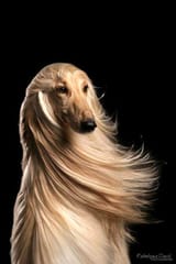 14c601f969aed83b5a3ecfa9c2d315ca