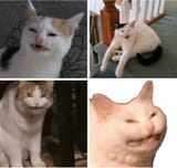 Ugly Cat