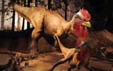 1920x1200_px_chickens_Dinosaurs-1583485-1859201125