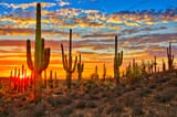 2_Sonoran-Desert