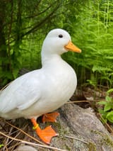 ankan i skogen skogsankan