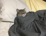 Cat in beddingtons