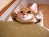 cat-1140873238840