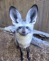 ears