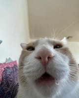 Cat genius