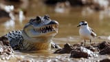 alligator-meets-bird-stockcake