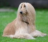Afghan_dog_-_cropped