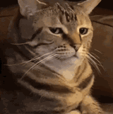 cat-bruh[1]