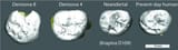 denisovan-teeth-comparison (1)