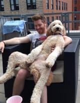 hund