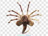 facehugger-from-alien-realistic-3d-1