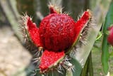 carnivorous cactus