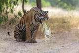 tiger puke