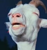 Goat