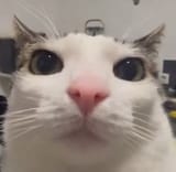 1743084858229236