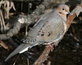 3-19-15-mourning-dove-img_2091