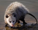 virginiaopossum_MSU