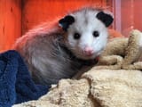 opossum