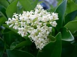 Ligustrum_japonicum_3_1200x1200