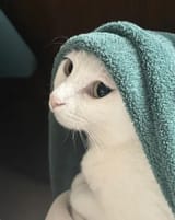 kot_with_a_pearl_earring