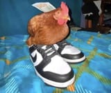 cock in sneakers