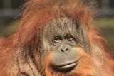 orangutan-1-1351x900