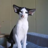 Oriental Shorthair