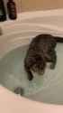 cat in the bath_thumb.jpg