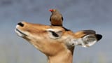 Red-billed_oxpecker_(Buphagus_erythrorhynchus)_on_impala_(Aepyceros_melampus)