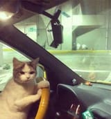 angry cat