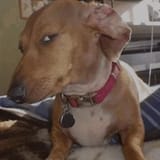 side-eye-dog