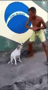 dog-dancing-brazil-dog