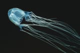 Box-jellyfish