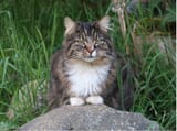 norwegian_forest_cat_life_expectancy_featured_1200x1200