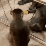 mirror-monkey