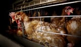 egg-laying-hen-dark-crowded-cage-feather-loss-_animal-abuse-TK