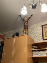 IMG_20241109_003744_803