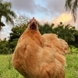 chicken