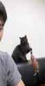 CAT2_thumb.jpg