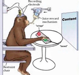 cringe vs based moneky