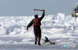 canadian-seal-hunt
