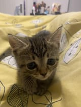 sad kitten
