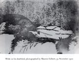 1280px-Oscar_Wilde_on_his_Deathbed_1900_by_Maurice_Gilbert