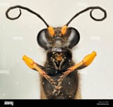 extreme-closeup-of-a-wasp-meditating-H3CJD5