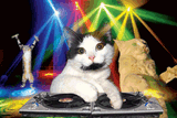 cat-dj-and-disco-dancing-cats-2011-2012