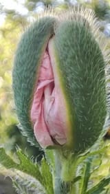 The-forbidden-flower-1750089685023