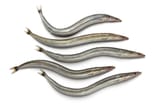 standard_compressed_shutterstock_177527360