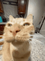 cat-cat-kissing