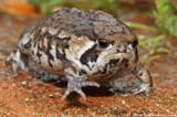 Grumpy-Toad-meme-tml0